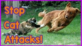 How to Stop Your Cat Attacking Your Dog! Tips On How to Stop Your Cat Being Aggressive to Your Dog!