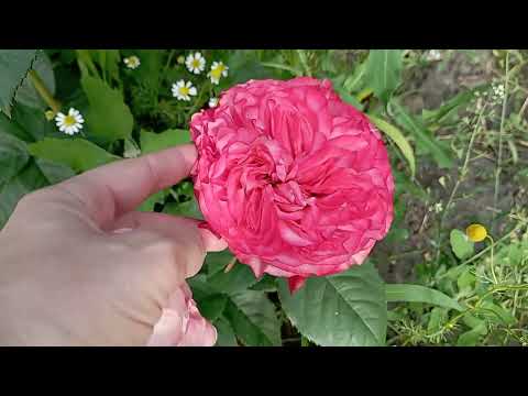 Чайно-гібридна троянда Корал Ріва rose Coral Reeva