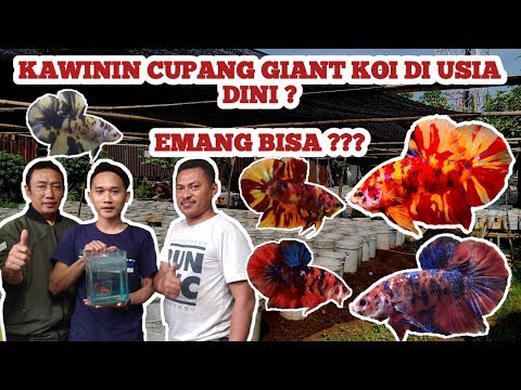 KAWININ IKAN CUPANG GIANT KOI DI USIA DINI ???