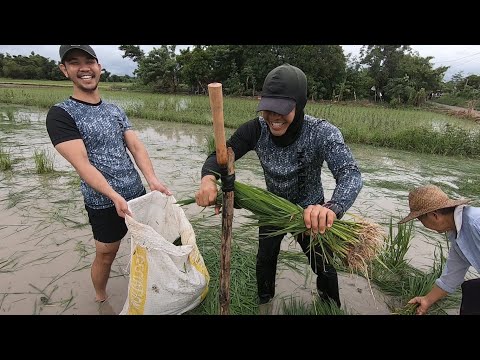 EP125- Pagpapatanim ng Palay ni Tatang | Bonus Episode | Occ. Mindoro