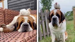 Friendly Saint Bernard Is Nanny To Farm Animals (Adorable Animal Friendships)