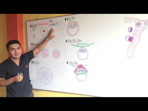 FIRST WEEK OF GESTATION / EMBRYOLOGY (Full Summary - IPANA)