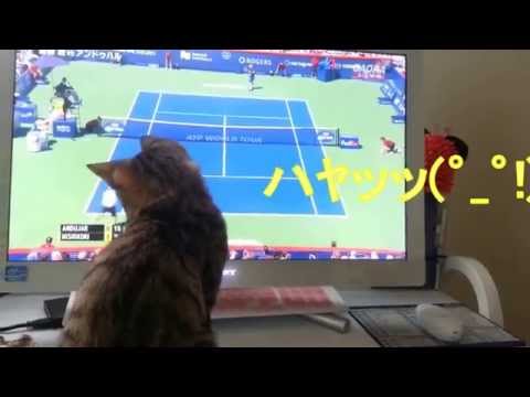 テレビのテニス中継を必死で追いかける子猫 のサムネイル