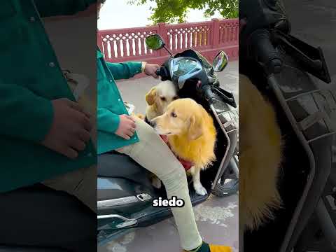 Il mio amico Rocky vuole salire sulla mia moto 😱