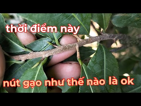 14/8al nút gạo như thế nào là chất lượng,