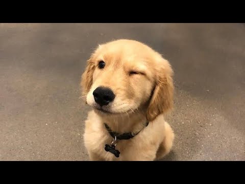 🤣🤣☹️#shorts #dog #goldenretriever #labrador #viral #dogshorts #dogecoin #funny #dogprank #puppy