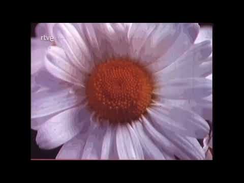 Every Single TVE Cortinilla That I Can Find (UPDATE 36)