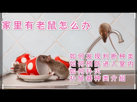 如何判斷家裡有老鼠