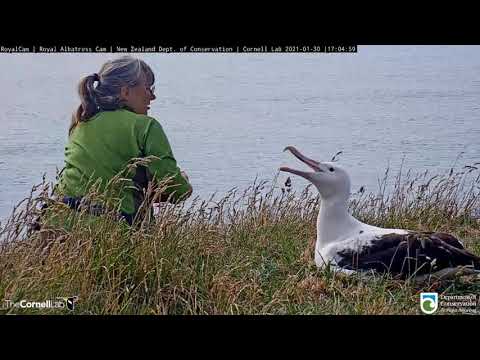 ~Royal Albatross ~ Morning and Evening Chick Weighing - Guests ~ New Zealand