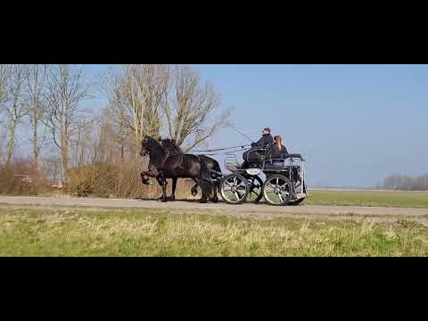 Stal Okkema's 7 years old geldings