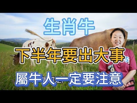 2023屬牛禁忌