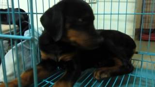 preview picture of video 'bán chó rottweiler giá chỉ 4tr liên hệ 0986006465'