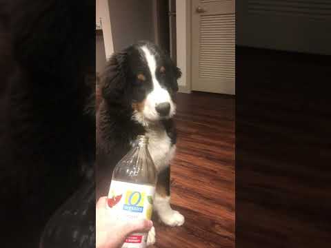 Dog smelling apple cider vinegar for the first time