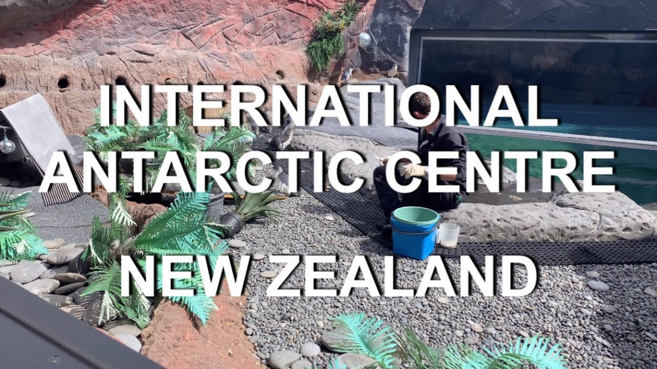 Join along a virtual tour around the International Antarctic Centre