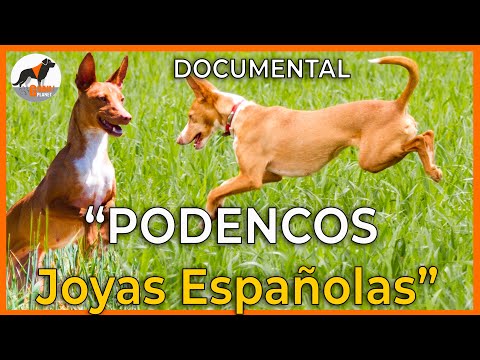 Podencos "Spanish Jewels" #podencos #dog