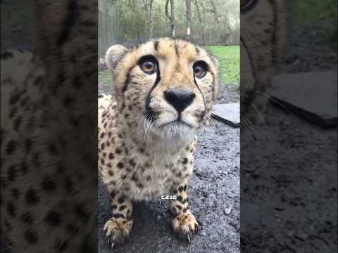 A cheetah is just a big kitty!#cute #animals