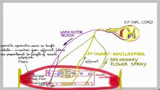 Muscle spindles: basic mechanism of these stretch sensors