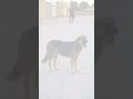 The Most Beautiful Dog Breed ️ Streetphotography