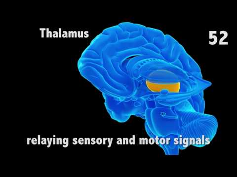 The Thalamus in 60 seconds