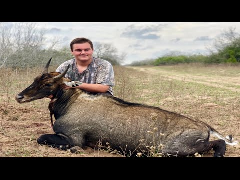 Nilgai Hunting Tx (DROPED IN HIS TRACKS)