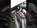 Kelebihan Dab Kekurangan Suhu Tinggi Dan Rendah Buat Ikan Hias