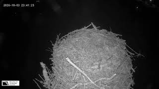 Oregon · Seaside · Osprey live stream