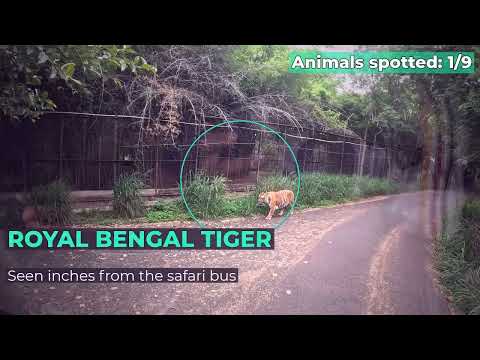 Bannerghatta Safari WILD Highlights Tiger, Lioness, Bears &amp; More | Bangalore 2026