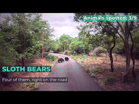 Bannerghatta Safari WILD Highlights Tiger, Lioness, Bears &amp; More | Bangalore 2026