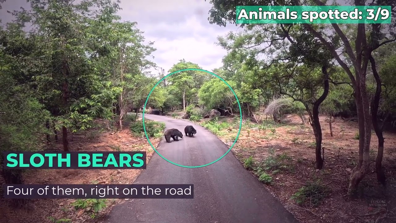 Bannerghatta Safari WILD Highlights — Tiger, Lioness, Bears & More | Bangalore