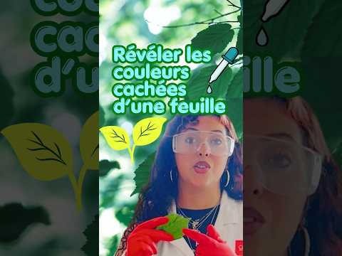 🍃 Tu crois que cette feuille est verte ? 🌿
