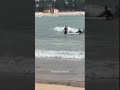 Large Shark Spotted Near Swimmers At Sydney Beach Prompting Closure