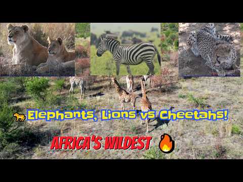 🔥 Serengeti Nature Park! Lions, Leopards, Rhinos, Elephants, Giraffes, Hippos, Cheetahs, Hyenas-MB5A