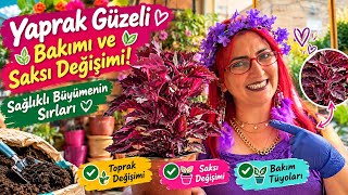 🌸 Yaprak Güzeli Bakımı ve Saksı Değişimi! Sağlıklı Büyümenin Sırları 💚#yaprakgüz