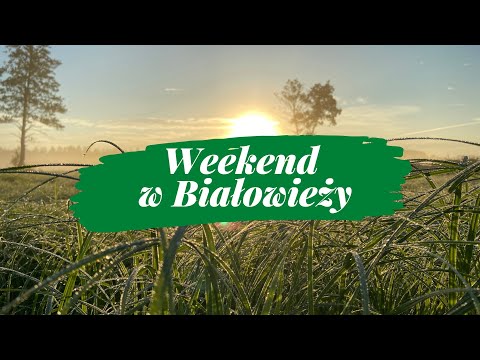 Weekend w Białowieży