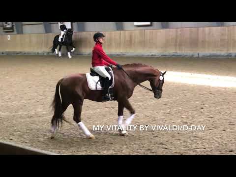 Top 3 Danish Warmblood stallion performance test autumn 2020