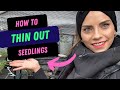 HOW TO THIN OUT SEEDLINGS Thin January Seedlings With Me In The Greenhouse