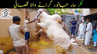 Takkar Mar Kar Girane Wala Qasai | Abdur Rahman Bull's Qurbani | Beautiful White Bull Qurbani 2021 video