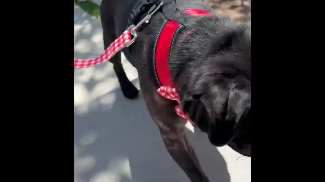 Cosmo, a ADOPTABLE Pug in Santa Monica, CA video 5/5