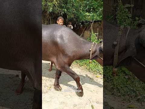 Buffalo Going Home After Take A Fresh Bath, Buffalo Walking For Going Home