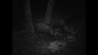 preview picture of video 'Bowhunt bushpig'