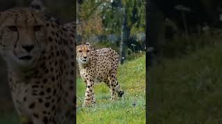 Download lagu #chal Sher ki batane #se koai sher jaisa hota na!!#चल शेर की बताने# से कोई शेर जैसा होता ना#sher mp3