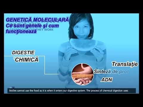 Transcripţia şi translaţia ADN