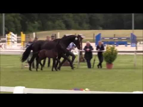 *2016 Hengstfohlen von Millennium / Fürst Heinrich