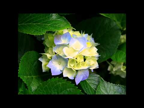 O PREDICA MAGISTRALA  DESPRE BUNATATEA SI DRAGOSTEA LUI DUMNEZEU PENTRU NOI