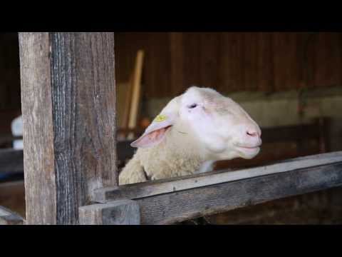 Regional Markt - Anderlbauer