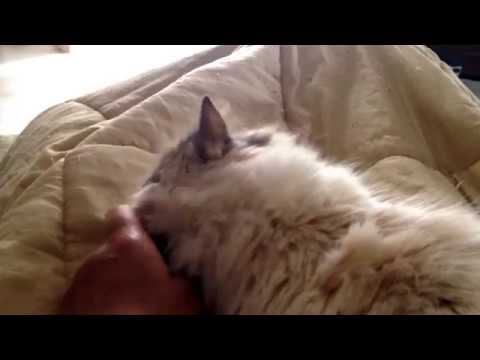 Come controllare un gatto su vermi Per prevenzione di vermi una targa in imballaggio