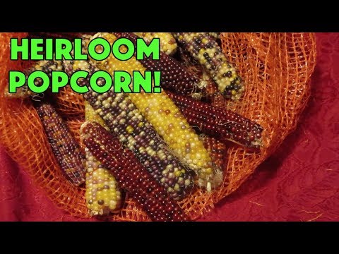 Heirloom Popcorn!  Finally Time to Try Popping.