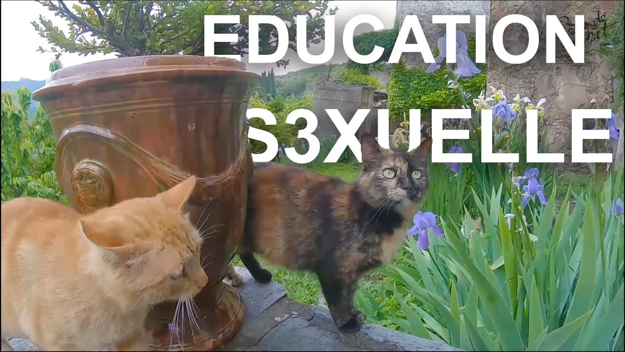 COUR D'EDUCATION S3XUELLE - Feat ÉLÉONORE COSTES