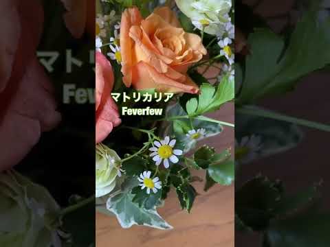 春に到着する野生の花、草原の水仙、野生の水仙、黄色のジャネット、野生の鐘