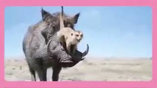 حالات واتساب لي اغاني زغاوة بري بور